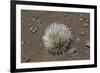 Endangered and Endemic Silversword at Haleakala Volcano Crater (Argyroxiphium Sandwicense Macroceph-Reinhard Dirscherl-Framed Photographic Print