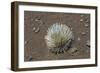 Endangered and Endemic Silversword at Haleakala Volcano Crater (Argyroxiphium Sandwicense Macroceph-Reinhard Dirscherl-Framed Photographic Print