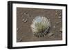 Endangered and Endemic Silversword at Haleakala Volcano Crater (Argyroxiphium Sandwicense Macroceph-Reinhard Dirscherl-Framed Photographic Print