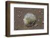 Endangered and Endemic Silversword at Haleakala Volcano Crater (Argyroxiphium Sandwicense Macroceph-Reinhard Dirscherl-Framed Photographic Print