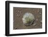 Endangered and Endemic Silversword at Haleakala Volcano Crater (Argyroxiphium Sandwicense Macroceph-Reinhard Dirscherl-Framed Photographic Print