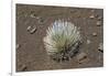 Endangered and Endemic Silversword at Haleakala Volcano Crater (Argyroxiphium Sandwicense Macroceph-Reinhard Dirscherl-Framed Photographic Print