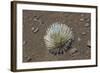 Endangered and Endemic Silversword at Haleakala Volcano Crater (Argyroxiphium Sandwicense Macroceph-Reinhard Dirscherl-Framed Photographic Print