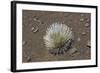 Endangered and Endemic Silversword at Haleakala Volcano Crater (Argyroxiphium Sandwicense Macroceph-Reinhard Dirscherl-Framed Photographic Print