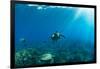 Endangered Green Sea Turtles over Coral Reef in the Pacific Ocean, Hawaii, USA-null-Framed Photographic Print