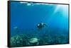 Endangered Green Sea Turtles over Coral Reef in the Pacific Ocean, Hawaii, USA-null-Framed Stretched Canvas