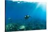 Endangered Green Sea Turtles over Coral Reef in the Pacific Ocean, Hawaii, USA-null-Stretched Canvas