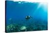 Endangered Green Sea Turtles over Coral Reef in the Pacific Ocean, Hawaii, USA-null-Stretched Canvas