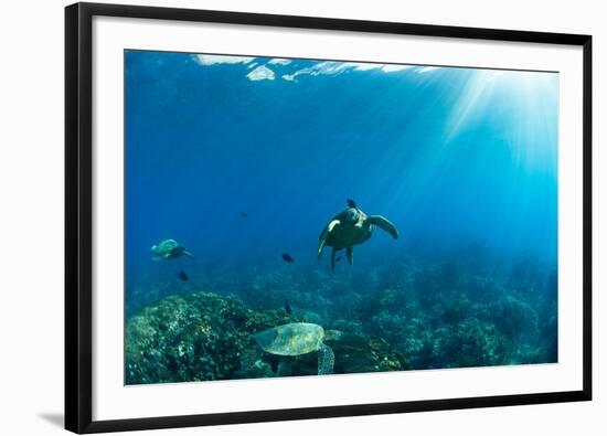 Endangered Green Sea Turtles over Coral Reef in the Pacific Ocean, Hawaii, USA-null-Framed Photographic Print