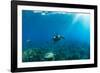 Endangered Green Sea Turtles over Coral Reef in the Pacific Ocean, Hawaii, USA-null-Framed Photographic Print