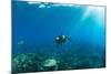 Endangered Green Sea Turtles over Coral Reef in the Pacific Ocean, Hawaii, USA-null-Mounted Photographic Print