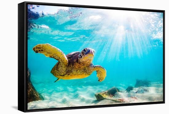 Endangered Hawaiian Green Sea Turtle Cruising in the Warm Waters of the Pacific Ocean in Hawaii-Shane Myers Photography-Framed Stretched Canvas