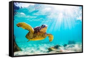 Endangered Hawaiian Green Sea Turtle Cruising in the Warm Waters of the Pacific Ocean in Hawaii-Shane Myers Photography-Framed Stretched Canvas