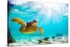 Endangered Hawaiian Green Sea Turtle Cruising in the Warm Waters of the Pacific Ocean in Hawaii-Shane Myers Photography-Stretched Canvas