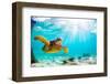 Endangered Hawaiian Green Sea Turtle Cruising in the Warm Waters of the Pacific Ocean in Hawaii-Shane Myers Photography-Framed Photographic Print