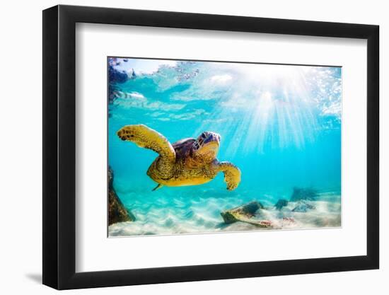 Endangered Hawaiian Green Sea Turtle Cruising in the Warm Waters of the Pacific Ocean in Hawaii-Shane Myers Photography-Framed Photographic Print