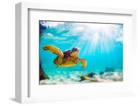 Endangered Hawaiian Green Sea Turtle Cruising in the Warm Waters of the Pacific Ocean in Hawaii-Shane Myers Photography-Framed Photographic Print