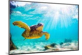 Endangered Hawaiian Green Sea Turtle Cruising in the Warm Waters of the Pacific Ocean in Hawaii-Shane Myers Photography-Mounted Photographic Print