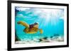 Endangered Hawaiian Green Sea Turtle Cruising in the Warm Waters of the Pacific Ocean in Hawaii-Shane Myers Photography-Framed Photographic Print