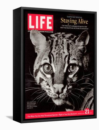 Endangered Ocelot Felis Pardalis, April 21, 2006-Middleton & Littschwager-Framed Stretched Canvas