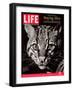 Endangered Ocelot Felis Pardalis, April 21, 2006-Middleton & Littschwager-Framed Photographic Print