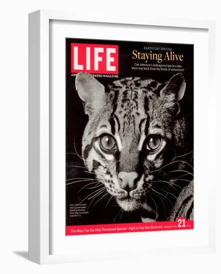 Endangered Ocelot Felis Pardalis, April 21, 2006-Middleton & Littschwager-Framed Photographic Print