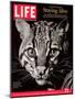 Endangered Ocelot Felis Pardalis, April 21, 2006-Middleton & Littschwager-Mounted Photographic Print