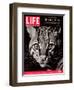 Endangered Ocelot Felis Pardalis, April 21, 2006-Middleton & Littschwager-Framed Premium Photographic Print