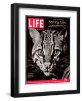 Endangered Ocelot Felis Pardalis, April 21, 2006-Middleton & Littschwager-Framed Premium Photographic Print