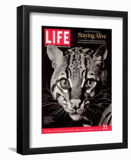 Endangered Ocelot Felis Pardalis, April 21, 2006-Middleton & Littschwager-Framed Premium Photographic Print