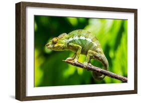 Endemic Chameleon of Madagascar on a Branch-Luca Bertalli-Framed Photographic Print