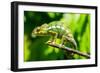 Endemic Chameleon of Madagascar on a Branch-Luca Bertalli-Framed Photographic Print