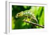 Endemic Chameleon of Madagascar on a Branch-Luca Bertalli-Framed Photographic Print