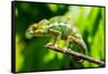 Endemic Chameleon of Madagascar on a Branch-Luca Bertalli-Framed Stretched Canvas