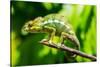 Endemic Chameleon of Madagascar on a Branch-Luca Bertalli-Stretched Canvas