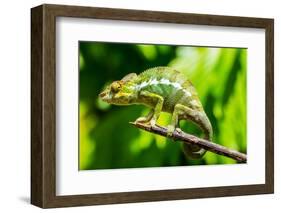 Endemic Chameleon of Madagascar on a Branch-Luca Bertalli-Framed Photographic Print