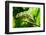 Endemic Chameleon of Madagascar on a Branch-Luca Bertalli-Framed Photographic Print