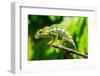 Endemic Chameleon of Madagascar on a Branch-Luca Bertalli-Framed Photographic Print