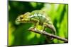 Endemic Chameleon of Madagascar on a Branch-Luca Bertalli-Mounted Photographic Print