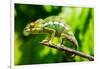 Endemic Chameleon of Madagascar on a Branch-Luca Bertalli-Framed Photographic Print