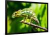 Endemic Chameleon of Madagascar on a Branch-Luca Bertalli-Framed Photographic Print