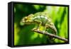 Endemic Chameleon of Madagascar on a Branch-Luca Bertalli-Framed Stretched Canvas