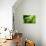 Endemic Chameleon of Madagascar on a Branch-Luca Bertalli-Stretched Canvas displayed on a wall