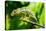 Endemic Chameleon of Madagascar on a Branch-Luca Bertalli-Stretched Canvas