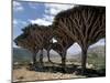 Endemic Dragon's Blood Trees Grow Among Socotran Desert Roses in the Homhil Mountains-Nigel Pavitt-Mounted Photographic Print