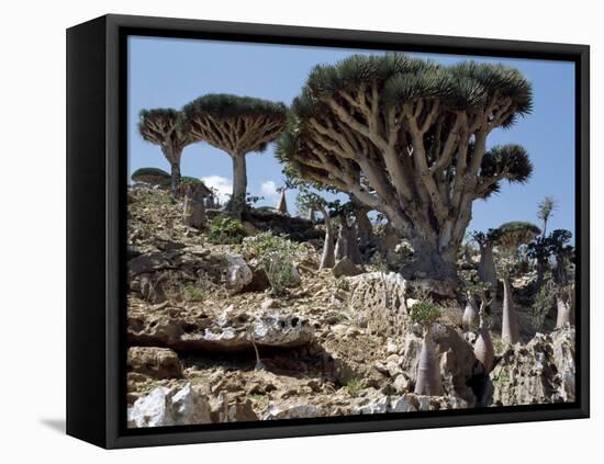 Endemic Dragon's Blood Trees Grow Among Socotran Desert Roses in the Homhil Mountains-Nigel Pavitt-Framed Stretched Canvas