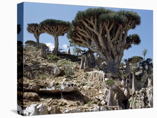 Endemic Dragon's Blood Trees Grow Among Socotran Desert Roses in the Homhil Mountains-Nigel Pavitt-Stretched Canvas