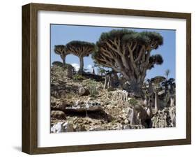 Endemic Dragon's Blood Trees Grow Among Socotran Desert Roses in the Homhil Mountains-Nigel Pavitt-Framed Photographic Print