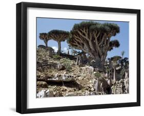 Endemic Dragon's Blood Trees Grow Among Socotran Desert Roses in the Homhil Mountains-Nigel Pavitt-Framed Photographic Print