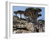 Endemic Dragon's Blood Trees Grow Among Socotran Desert Roses in the Homhil Mountains-Nigel Pavitt-Framed Photographic Print